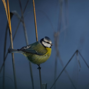 Redwell   20 01 2017   D3s (129 Of 180).jpg